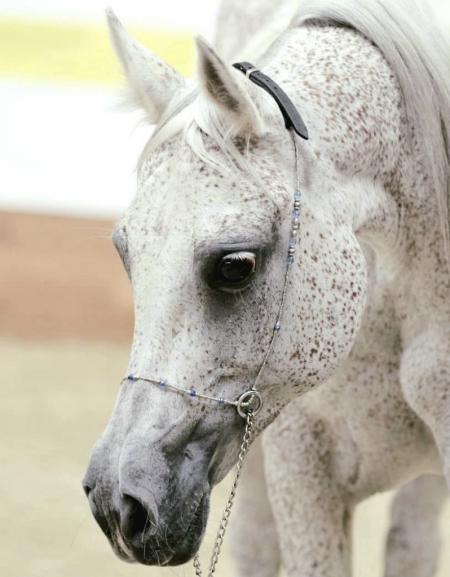 Первая племенная организация по разведению лошадей арабской породы появится в Подмосковье в начале 2022 года
