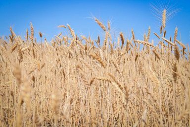 Россельхозцентр провел апробацию 3025 га семенных посевов в ДНР