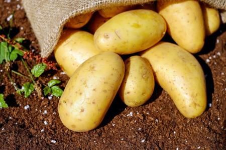 В Кабардино-Балкарии урожайность картофеля увеличилась на 10%