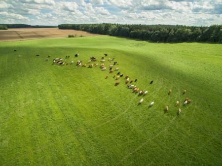 В Новосибирской области перевод скота на летние пастбища позволил животноводам региона получить максимальные надои