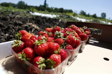 В 2022 году на строительство теплиц для ягод в Краснодарском крае выделят более 130 млн рублей