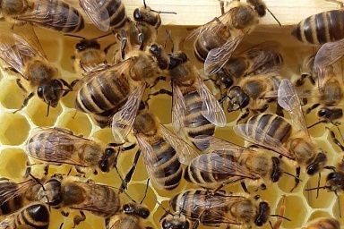 Средства на развитие получат пчеловоды Хабаровского края