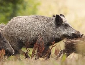 Эпизоотический очаг африканской чумы свиней обнаружен в столице Италии