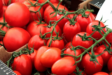 Производство тепличных овощей в России увеличилось на 6,7%