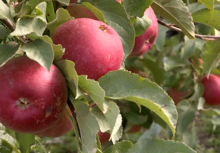 В сельхозорганизациях Липецкой области впервые собрано более 70 тыс. тонн плодов и ягод