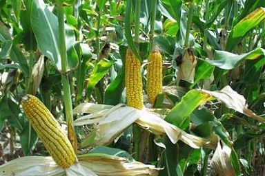 Белгородские аграрии намолотили 1 млн тонн кукурузы на зерно