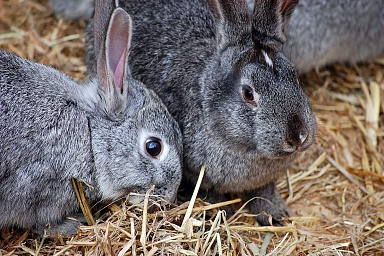 В прошлом году в России произведено порядка 10 тыс. тонн продукции кролиководства