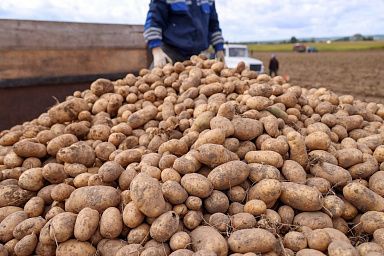 Саратовская область на 24,2% увеличила производство картофеля