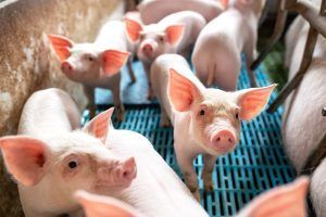 Видео: Российские производители свинины готовятся к выходу на рынок Китая
