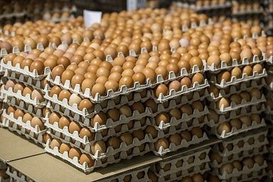Нариман Абдулмуталибов и Мухтарбий Аджеков осмотрели автоматизированные мощности по производству яйца в Буйнакском районе Дагестана