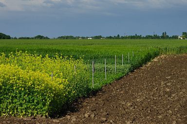 Агропромышленный комплекс Херсонской области продемонстрирует свои достижения на выставке «День поля»