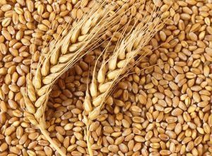 Россельхознадзор обсудил с компетентным ведомством Египта вопросы поставок российского зерна