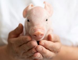 Вьетнам станет первым экспортером вакцины от африканской чумы свиней