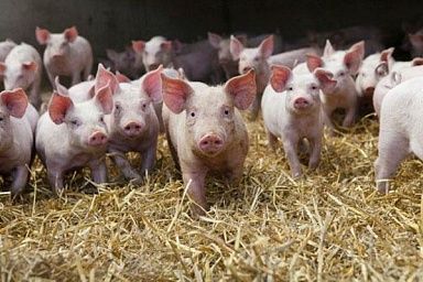 Донская ветслужба провела межрегиональные учения по ликвидации африканской чумы свиней