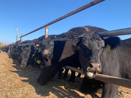 В 2021 году животноводческие предприятия Крыма приобрели в три раза больше крупного рогатого скота мясного направления