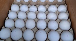 Россельхознадзор проконтролировал вторую поставку турецких пищевых яиц в Россию