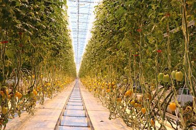 Самообеспеченность региона тепличными овощами по итогам 2022 года превысила 134%
