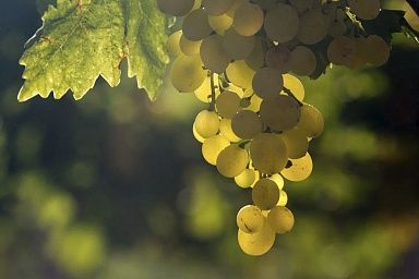 В 2022 году площадь виноградников в России превысит 100 тыс. га