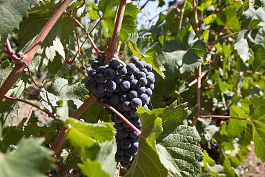 На Ставрополье обсудили меры государственной поддержки АПК с акцентом на виноградарство