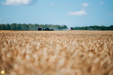 На каждую тонну реализованного в Чувашии зерна государство выплатило аграриям около 1,5 тыс. рублей