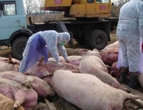 В Ивановской области установлен карантин по африканской чуме свиней