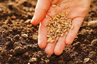 Семенами высоких репродукций намерены обеспечить себя аграрии ДНР