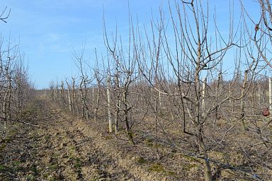 Крымские аграрии приступили к обрезке плодовых деревьев
