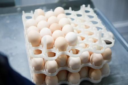 Более 140 млн штук яиц планируется произвести в Подмосковье по итогам 2021 года
