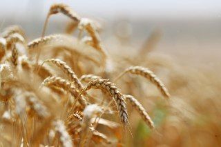 Общественный совет при Минсельхозе рассмотрел доклад о реализации Долгосрочной стратегии развития зернового комплекса