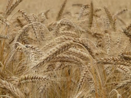 Тамбовская область входит в тройку регионов ЦФО по качеству семян зерновых культур
