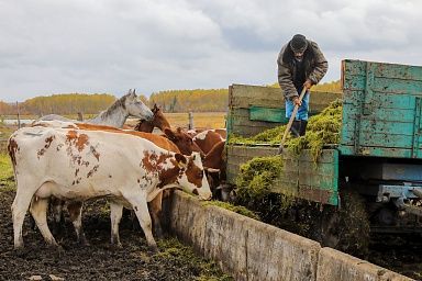 Семейные фермы Красноярского края получили 90 миллионов рублей на развитие