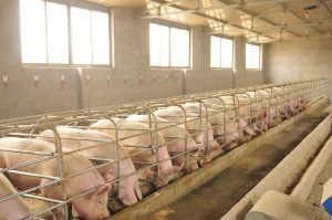 Главное таможенное управление Китайской Народной Республики отменило ограничения на экспорт свинины из России