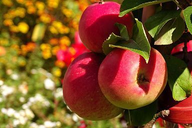 Производство плодово-ягодной продукции в Саратовской области увеличилось более чем на 27%