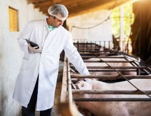 Свиноводы Мордовии получили чек-листы для проверки системы биобезопасности