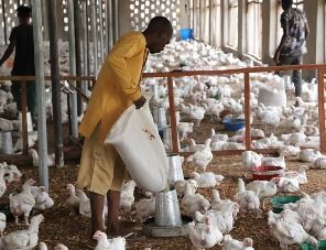 Agricorp International развивает производство куриного мяса в Нигерии