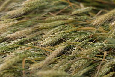 Тамбовская область в 6 раз увеличила экспорт пшеничных отрубей по итогам 2022 года