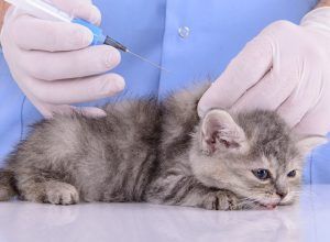 ФГБУ «ВНИИЗЖ» зарегистрирована новая вакцина для кошек