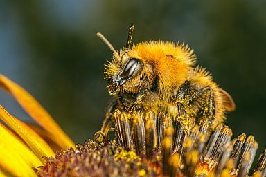 В Липецкой области уделяется большое значение развитию пчеловодства