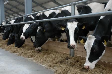 В сельхозпредприятии Башкортостана получают более 35 кг молока от коровы в сутки