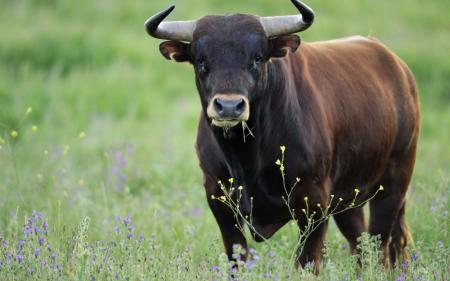 Кузбасским сельхозтоваророизводителям выдана субсидия на поддержку животноводства