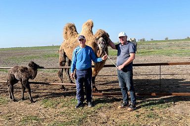 В КФХ «Здоровье» Тарумовского района Дагестана практикуют разные направления животноводства