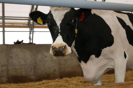 Мелеузовский район Башкортостана возглавил рейтинг по продуктивности коров