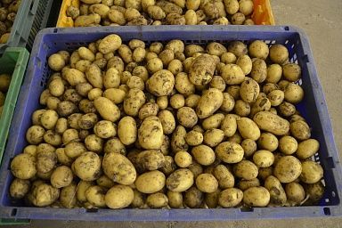 Аграрии Сахалина готовятся к сбору раннего картофеля