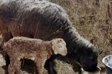 Фермерское хозяйство Томской области начало разводить овец эдильбаевской породы