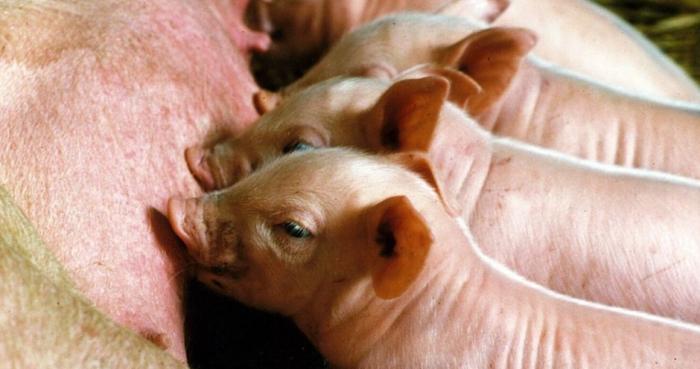 Rabobank: выход голландского свиноводства на безубыточность маловероятен