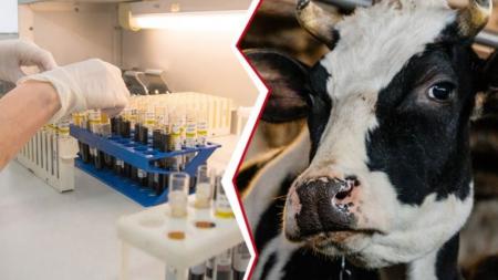 Диагносты ФГБУ «Белгородская МВЛ» выявили лейкоз у коровы