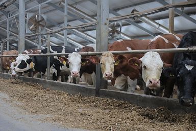 Предприятия АПК Красноярского края получили господдержку на создание молочной фермы и покупку маркировочного оборудования