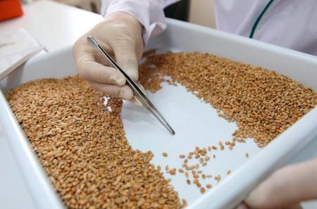 Лаборатория Алтайского филиала ФГБУ «Центр оценки качества зерна» проверила томские зернобобовые культуры