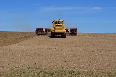 Посевная площадь пшеницы в Забайкалье на 3 тыс. га превысила уровень 2021 года