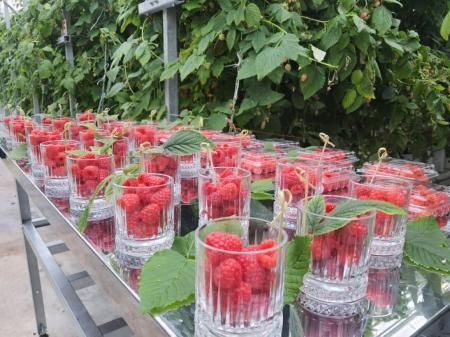 В Калужской области открылся научно-производственный агрокомплекс по выращиванию малины